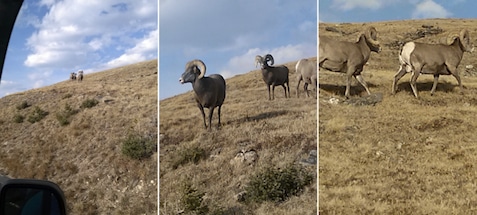 photos of big horn sheep